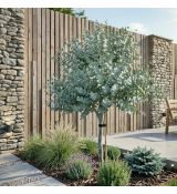 Eucalyptus ´Gunnii´ na kmienku