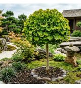 Ginko biloba ´Globus´ na kmienku