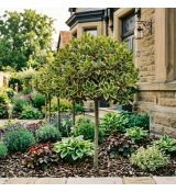 Ilex aquifolium ´Golden King´ na kmienku
