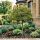 Ilex aquifolium ´Golden King´ na kmienku