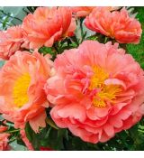 Paeonia lactiflora ´Coral Sunset´