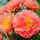 Paeonia lactiflora ´Coral Sunset´