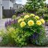 Paeonia Itoh ´Yellow Crown´
