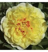 Paeonia Itoh ´Bartzella´