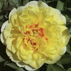 Paeonia Itoh ´Bartzella´