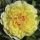 Paeonia Itoh ´Bartzella´