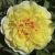 Paeonia Itoh ´Bartzella´