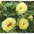 Paeonia Itoh ´Bartzella´