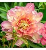 Paeonia Itoh ´Julia Rose´