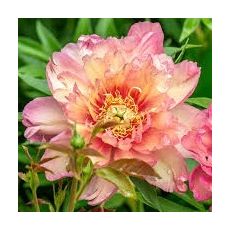 Paeonia Itoh ´Julia Rose´