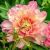 Paeonia Itoh ´Julia Rose´