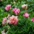 Paeonia Itoh ´Julia Rose´
