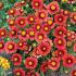 Gaillardia x grandiflora ´Arizona Red Shades´