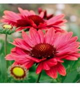 Gaillardia x grandiflora ´Arizona Red Shades´