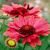 Gaillardia x grandiflora ´Arizona Red Shades´
