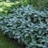 Šalvia lekárska ´Berggarten Blau´