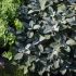Šalvia lekárska ´Berggarten Blau´