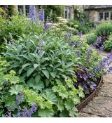 Šalvia lekárska ´Berggarten Blau´