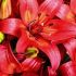 Lilium a. ´FantAsiatic Red´
