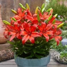 Lilium a. ´FantAsiatic Red´