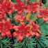 Lilium a. ´FantAsiatic Red´