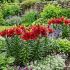 Lilium a. ´FantAsiatic Red´