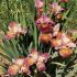 Iris sibirica ´Paprikash´