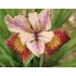 Iris sibirica ´Paprikash´