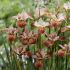 Iris sibirica ´Paprikash´