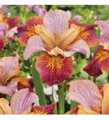 Iris sibirica ´Paprikash´