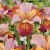 Iris sibirica ´Paprikash´