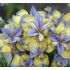 Iris sibirica ´Tipped in Blue´