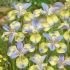 Iris sibirica ´Tipped in Blue´