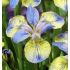 Iris sibirica ´Tipped in Blue´