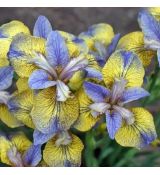 Iris sibirica ´Tipped in Blue´