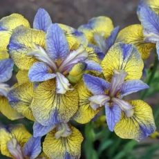 Iris sibirica ´Tipped in Blue´