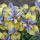Iris sibirica ´Tipped in Blue´