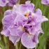 Iris sibirica ´Pink Parfait´