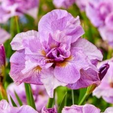 Iris sibirica ´Pink Parfait´