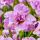 Iris sibirica ´Pink Parfait´