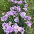 Iris sibirica ´Pink Parfait´