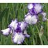 Iris germanica ´Bold Print´