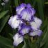 Iris germanica ´Bold Print´