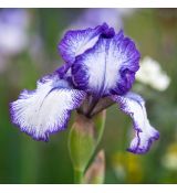 Iris germanica ´Bold Print´