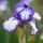 Iris germanica ´Bold Print´