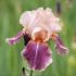 Iris germanica ´Wine and Roses´