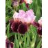 Iris germanica ´Wine and Roses´