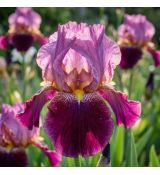 Iris germanica ´Wine and Roses´