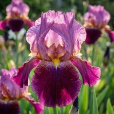 Iris germanica ´Wine and Roses´