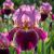 Iris germanica ´Wine and Roses´